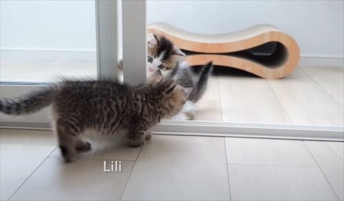 やんのかステップで威嚇してくる子猫