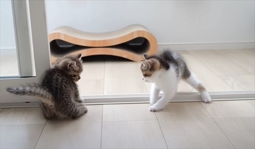 やんのかステップで威嚇してくる子猫