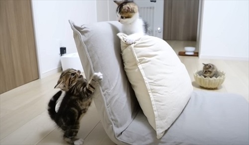 やんのかステップで威嚇してくる子猫