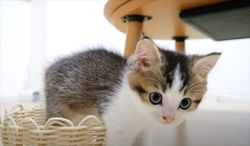 やんのかステップで威嚇してくる子猫