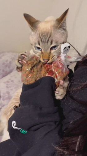 飼い主さんをぐいぐいする猫