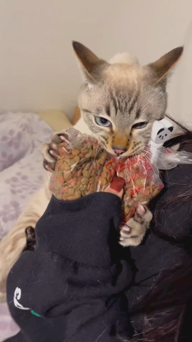 意思を見せる猫