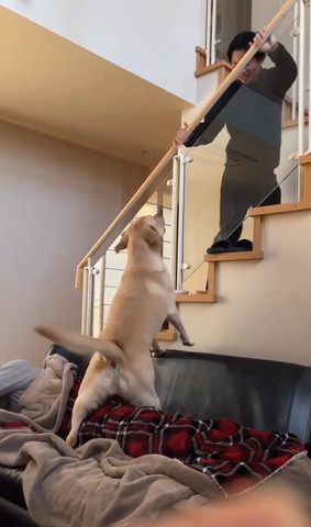 階段中間あたりでワンコ見る息子さん