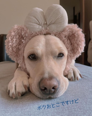 カチューシャつけてるワンコ