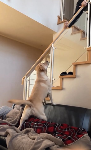 階段頂上でワンコ見る息子さん