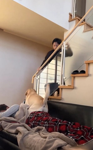 寝てるパパさんを踏むワンコ