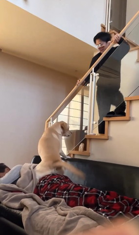 階段中間あたりでワンコ見る息子さんと追いかけるワンコ