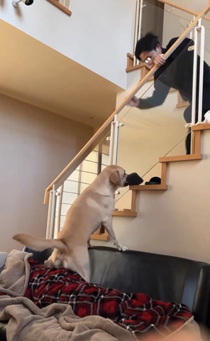 スリッパくわえるワンコ