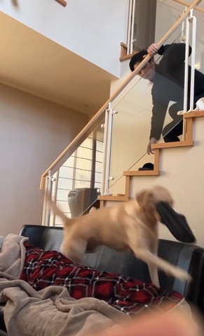 スリッパくわえて走っていくワンコ