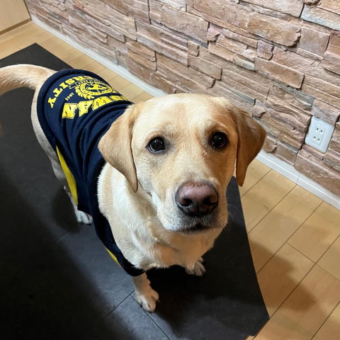 洋服着てるワンコ