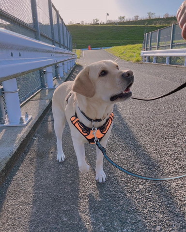 散歩してるワンコ