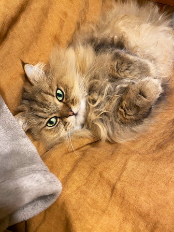 洋服の裾と猫ちゃん