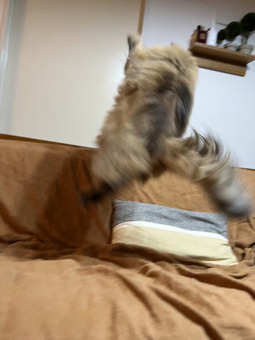 ジャンプする猫ちゃん横から
