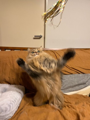 両前足広げてる猫