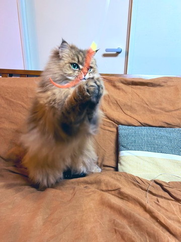 前足閉じてる猫ちゃん