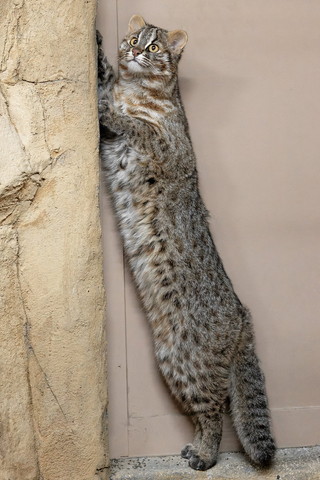 2足立ちするツシヤマネコ