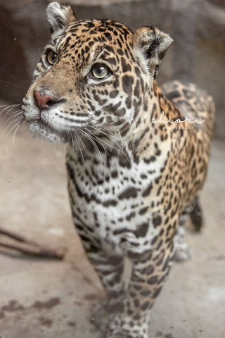 くりくりの目で左の方見てるジャガー