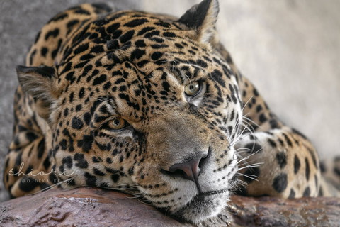 ぺたんとしてるジャガー