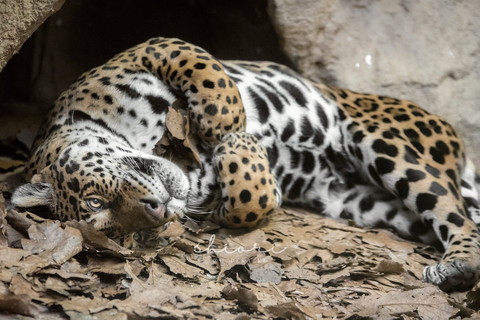 落ち葉を抱いてるジャガー