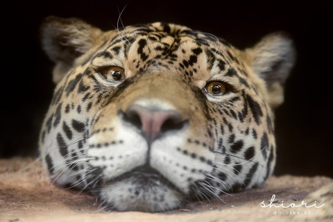 顔だけアップのジャガー