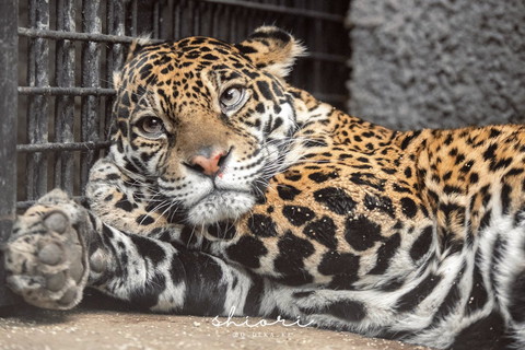 柵に寄り添ってるジャガー