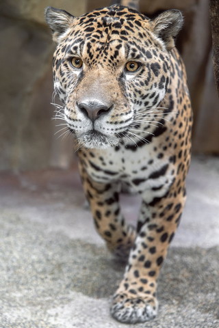 歩いてるジャガー