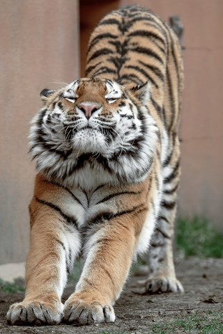 のびてるジャガー