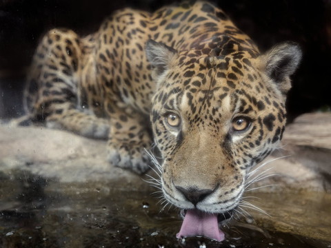 水のんでるジャガー