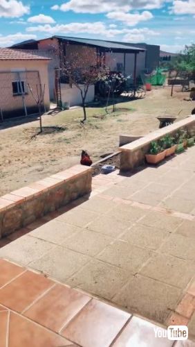 飼い主に向かってかけてくるおんどり