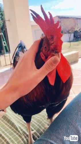 飼い主に向かってかけてくるおんどり