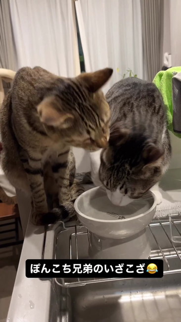 美味しそうに水を飲むとら丸くん
