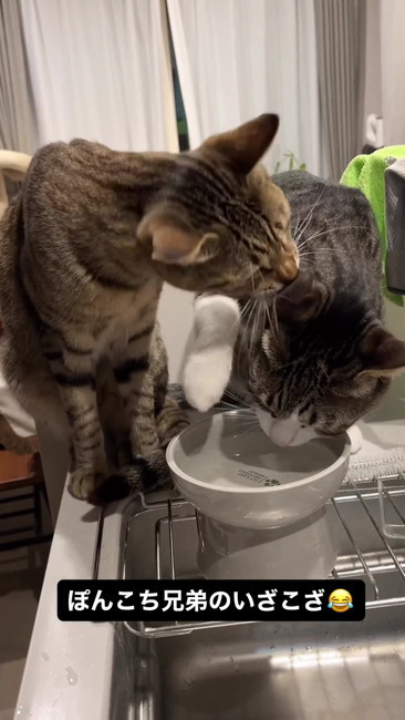 「僕も飲みたいなー」