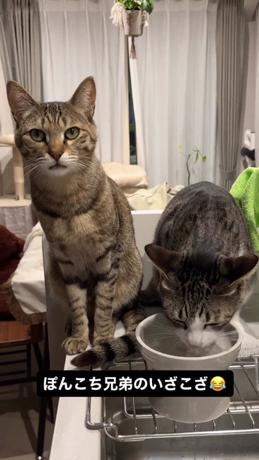 飼い主に訴える