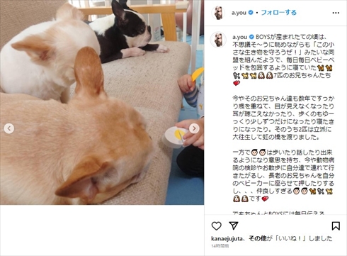 浜崎あゆみの愛犬たち