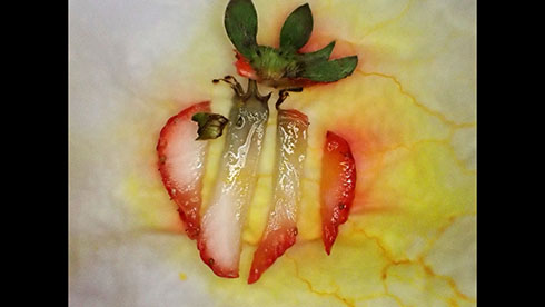 粘菌がイチゴを食べたあと