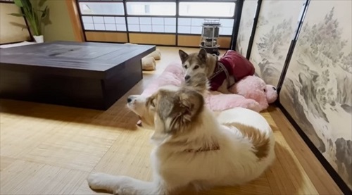 くつろぐ犬たち