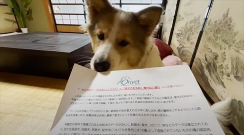 のぞきこむ犬