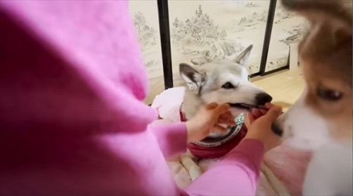 唾液をとられる犬たち