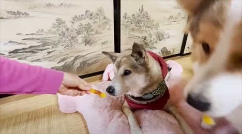 がんばったのでおやつをもらった犬たち