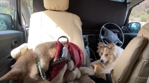 柴犬の血が入っていた