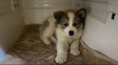秋田犬っぽい子犬のころ