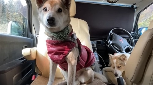 四国犬が入ってた犬