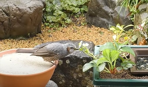 水浴び砂浴び楽しそう