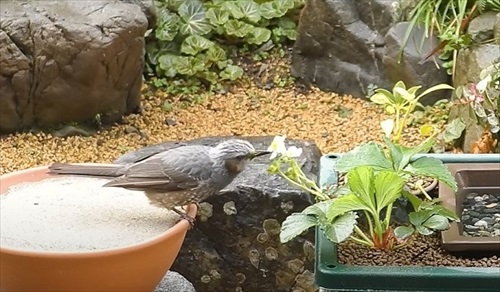 水浴び砂浴び楽しそう