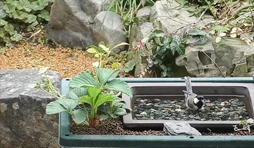 水浴び砂浴び楽しそう