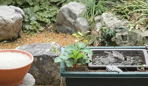 水浴び砂浴び楽しそう