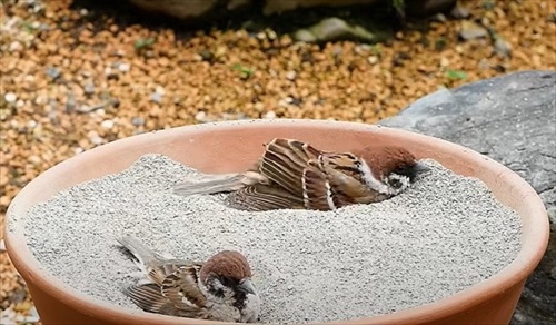 水浴び砂浴び楽しそう