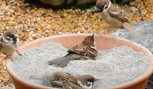 水浴び砂浴び楽しそう