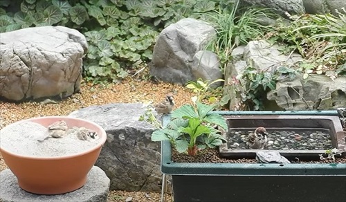 水浴び砂浴び楽しそう