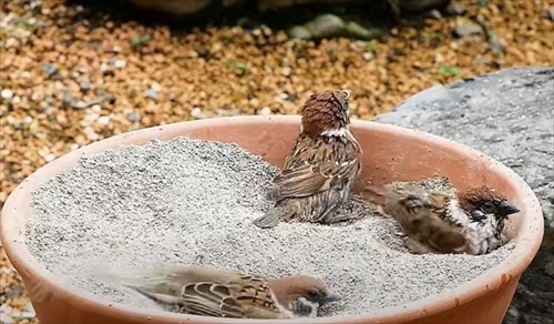 水浴び砂浴び楽しそう